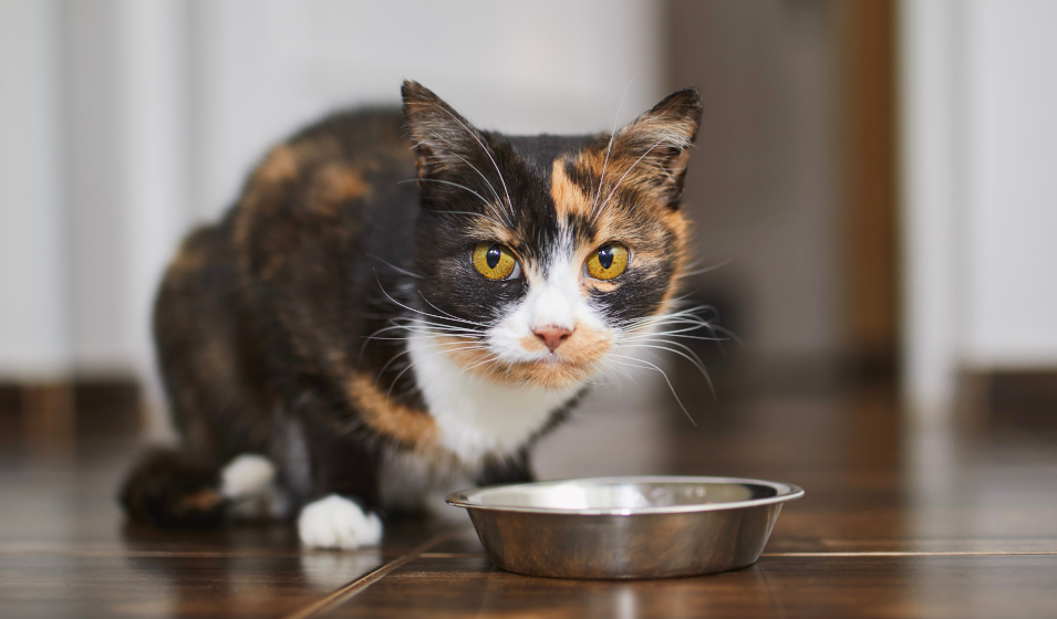 Un chat tricolore devant une gamelle en inox 