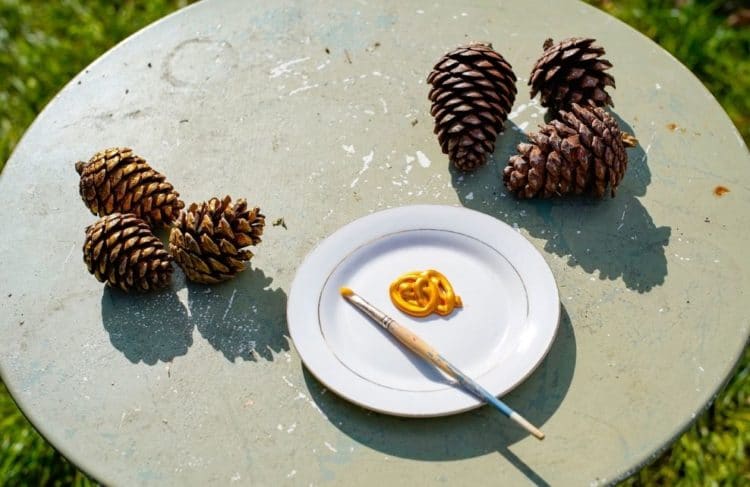Les pommes de pin mettent leur habit de lumière