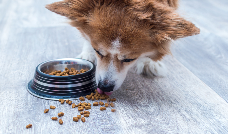 Certains chiens ont l'habitude de renverser leur gamelle de croquettes...