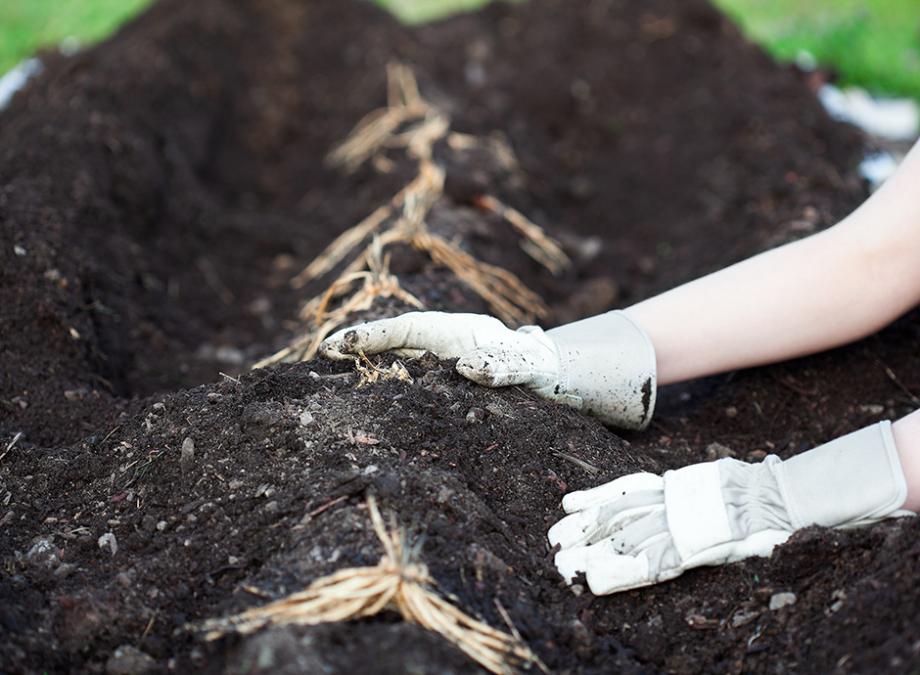 Planter les asperges
