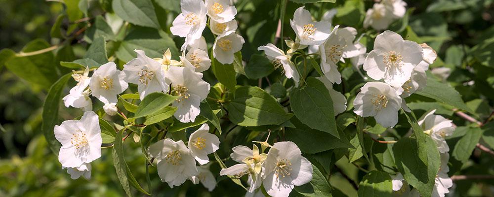  Le parfum du Philadelphus évoque un mélange de vanille, de jasmin et d'oranger.  