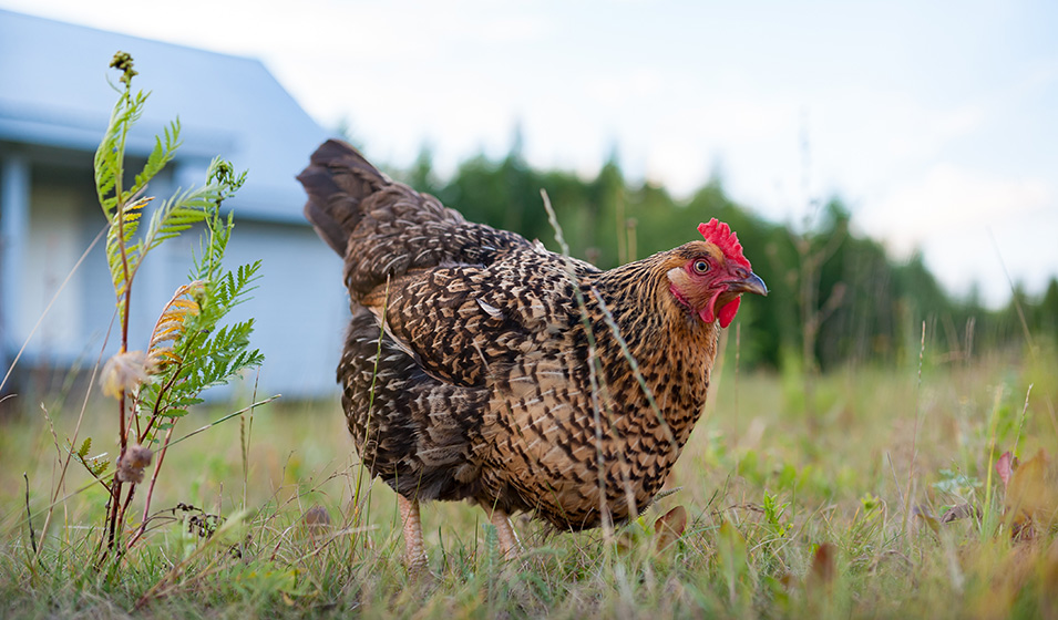 Les 11 maladies des poules les plus courantes : signes et