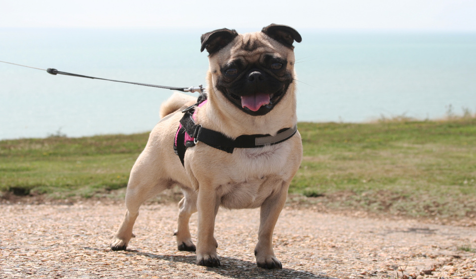 Gros plan sur un chien bouledogue anglais équipé d'un harnais de marche 
