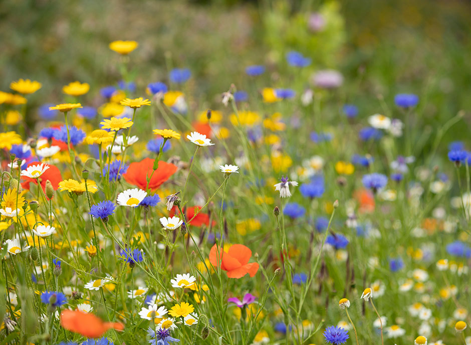 Prairie fleurie 