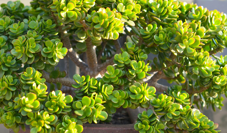 Multiplier les succulentes: voici comment réussir la