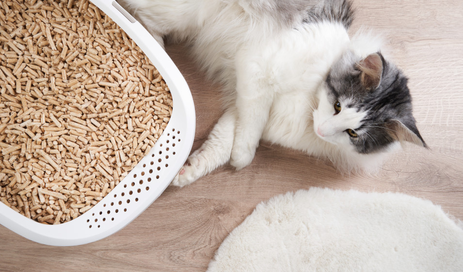 Un chat avec sensibilité respiratoire a besoin d'une litière non poussiéreuse