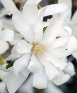 Le Magnolia stellata et ses étoiles blanches