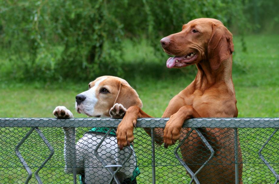 Quelle clôture électrique pour chien choisir ? - Gamm vert