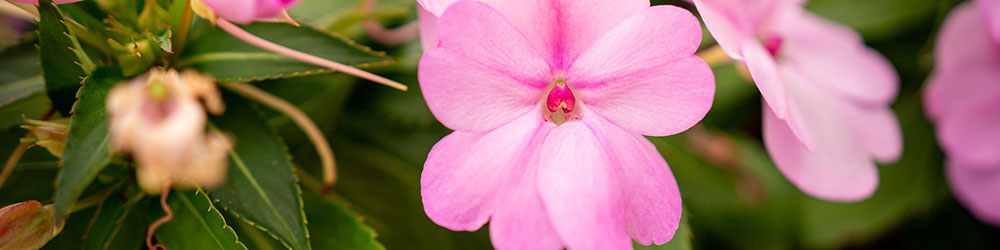 Impatiens