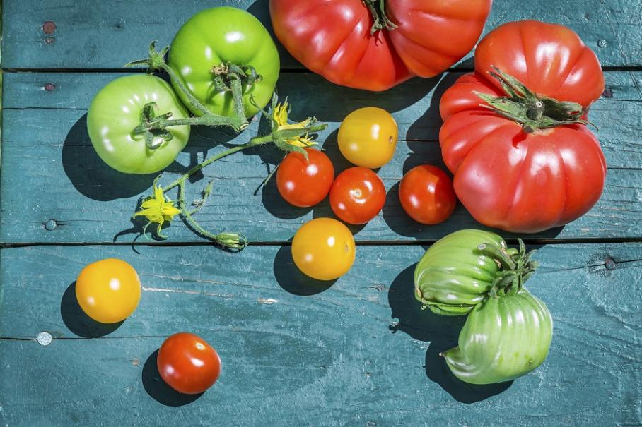 Duo de graines tomate cerise et tomate yellow pearshaped botanic