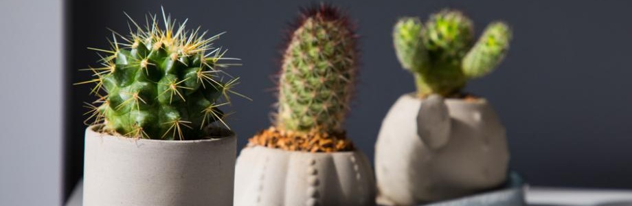 Des pots de fleur dont la forme rappelle les cactus qu'ils portent