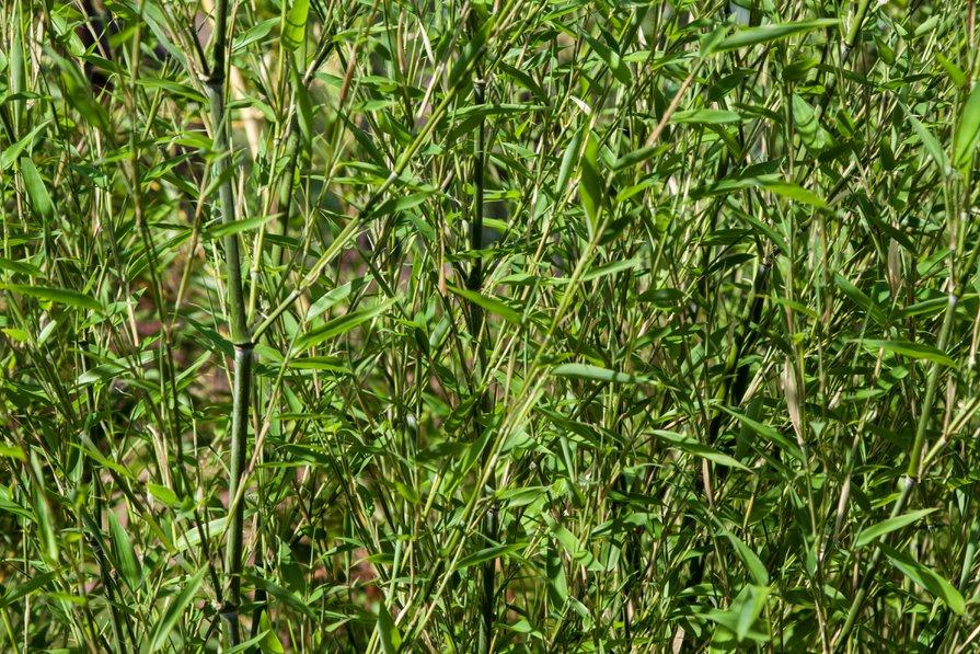 Le Phyllostachys bissetii est également un bon choix de bambou