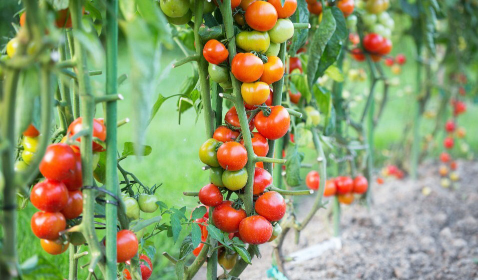 Tomate cerise : plantation, entretien - Côté Maison