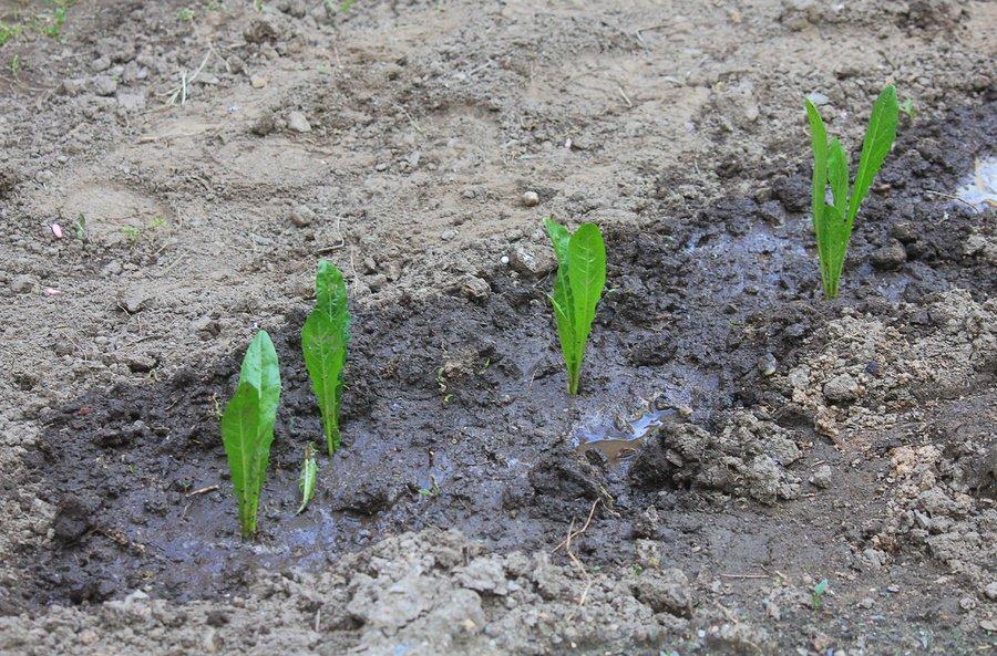 Comment repiquer les jeunes scaroles d'hiver ?