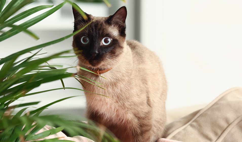 Boule Herbe à Chat Comestibles pour Chats – Animalux