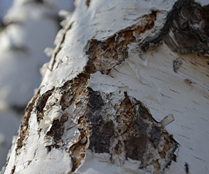 Caressez l'écorce des arbres
