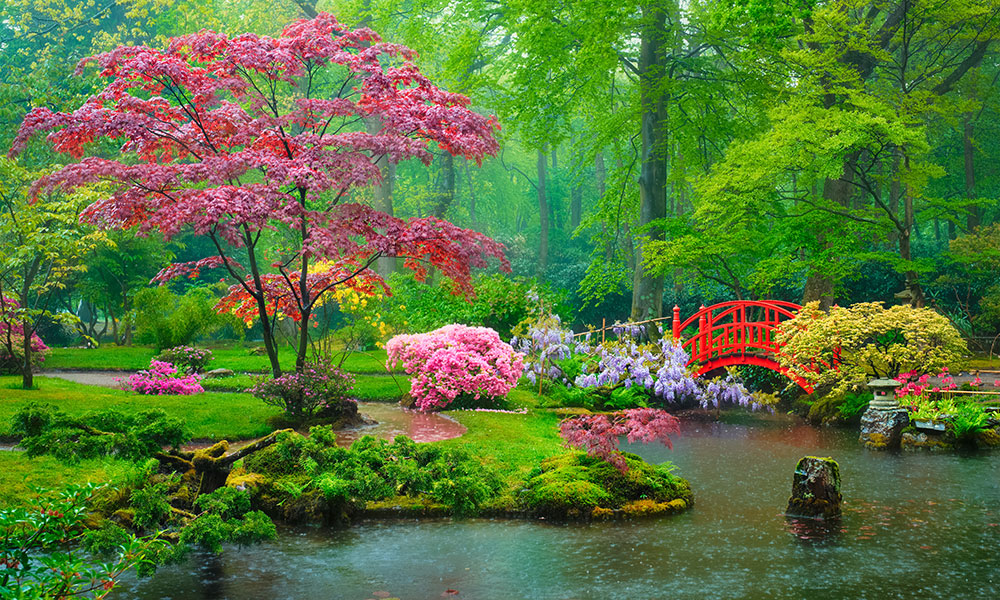 Quelles plantes pour un jardin japonais ?