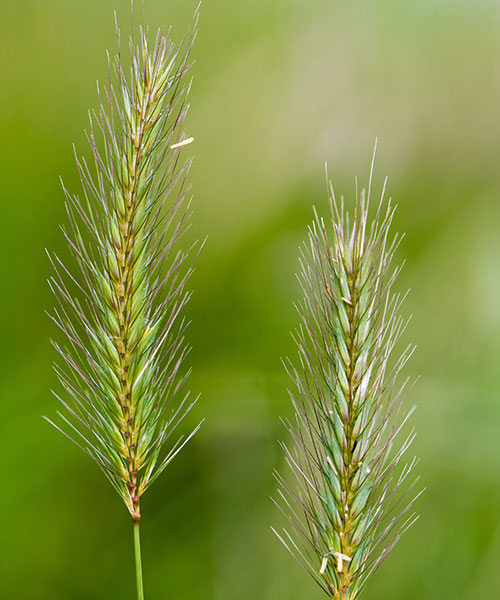 Bractée - Gamm vert