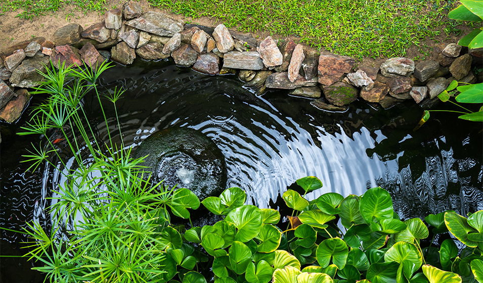 Quelles meilleures plantes aquatiques pour fleurir le bord d'un bassin ? -  Elle Décoration