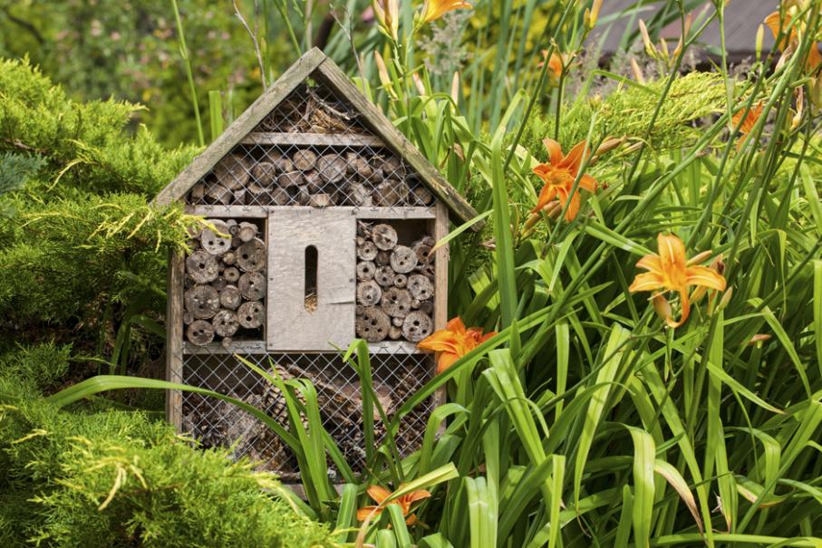 Cabane à insectes