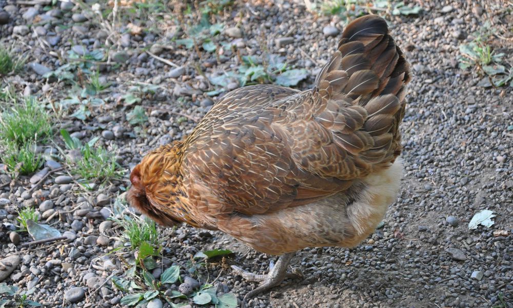 Petits graviers ou sable grossier remplacent les dents des poules, elles doivent toujours en avoir à disposition
