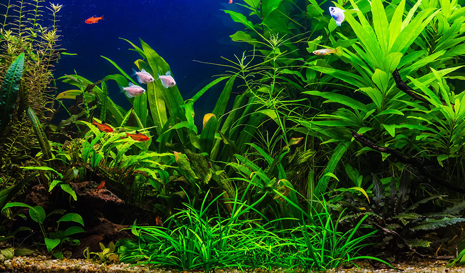 4 idées déco pour un aquarium de poissons rouges - Jardiland