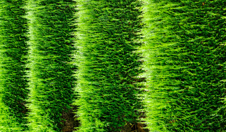 Cyprès de Leyland pour haie, Cupressocyparis leylandii