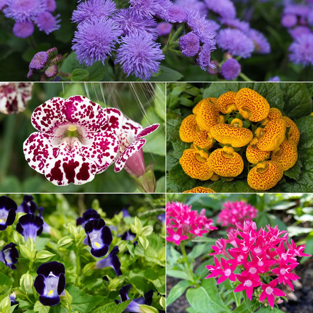 Fleurs annuelles et bisannuelles : semis, plantation, entretien,  varits... - Gamm vert