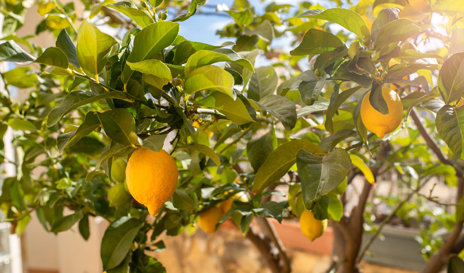 Comment cultiver un citronnier en pot ?