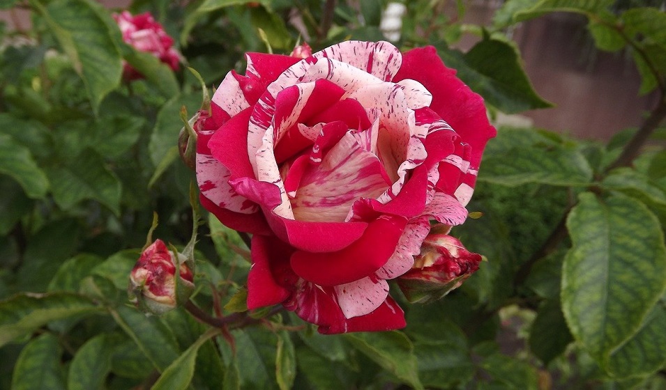 Rosier, rose rouge et blanche