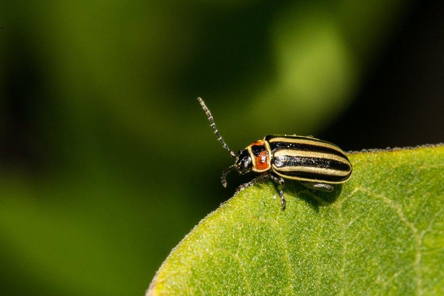 Les doryphores s'attaquent Ă la famille des aubergines, pommes de terre etc