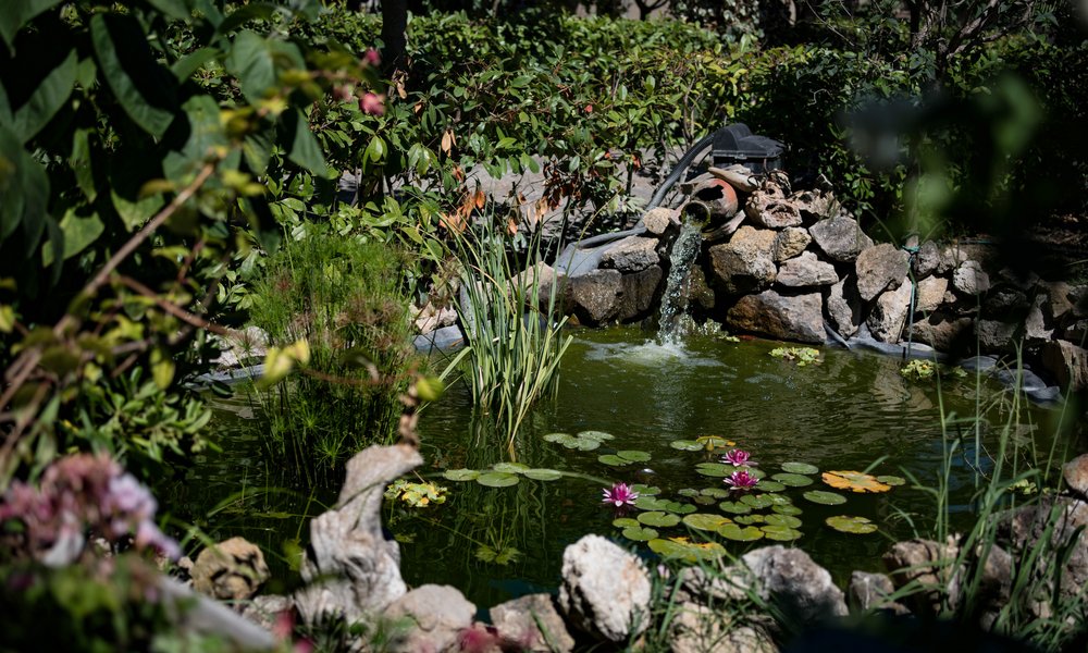 Un bassin petit mais très végétalisé et plein de vie