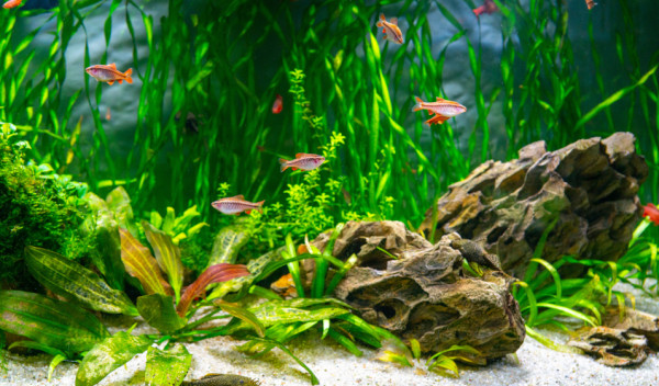 Décoration d'observation de poissons artificiels d'aquarium