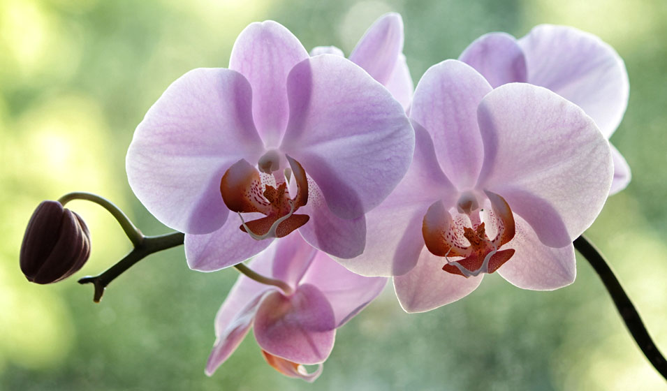 Le rempotage des orchidées