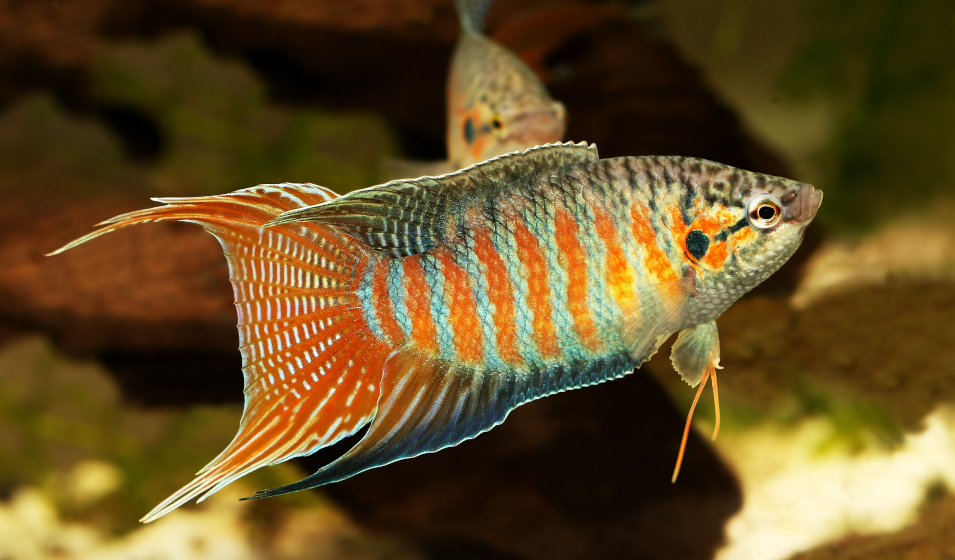5 poissons d'eau douce parfaits pour débuter son aquarium - Jardiland