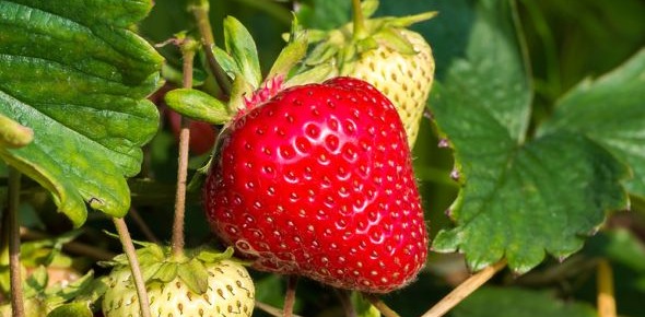 Fraisier 'Magnum'