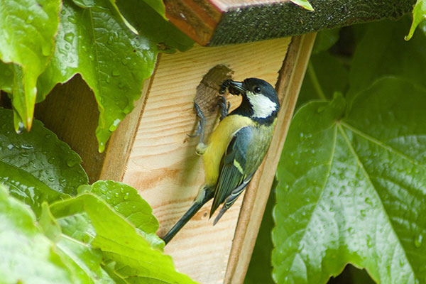 Offrez un refuge aux animaux et insectes dans votre jardin