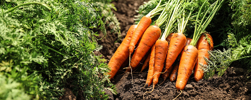 Des carottes !