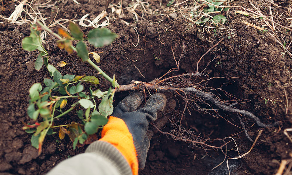 La période de plantation des rosiers à racines nues se situe d'octobre à avril, hors période de gel