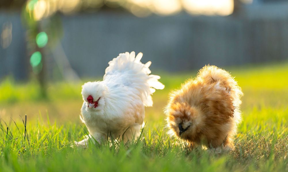 Un enclos où les poules se sentent en sécurité