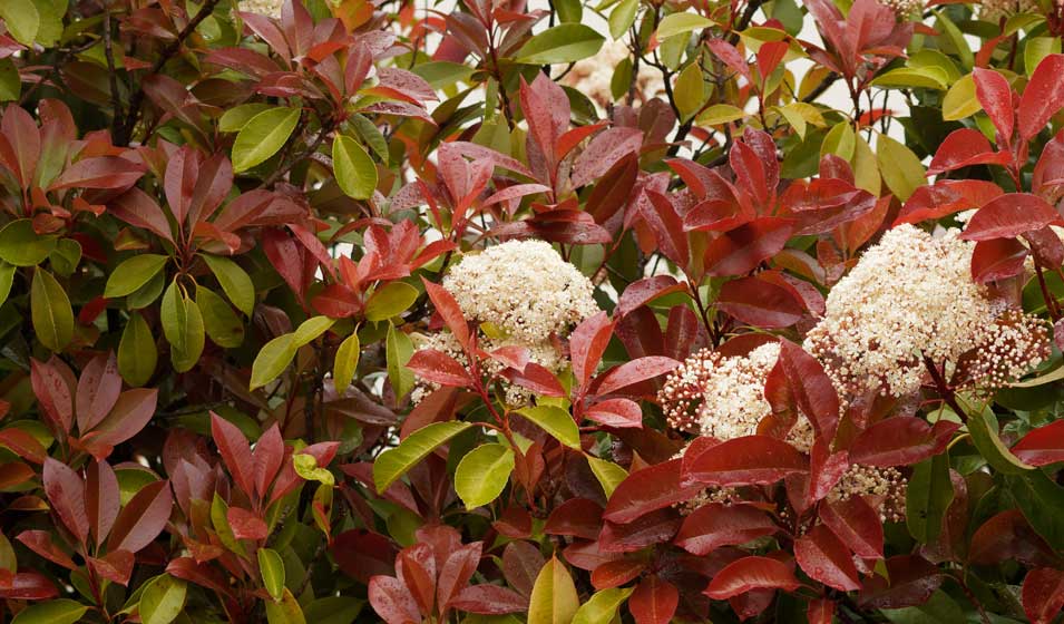 Le photinia, le vrai coriace du jardin