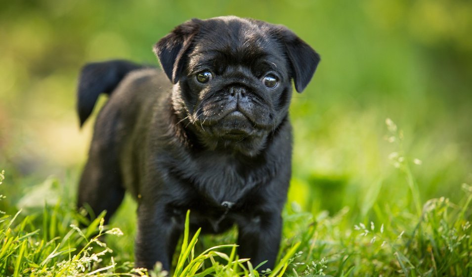 Le chien carlin est petit mais costaud !