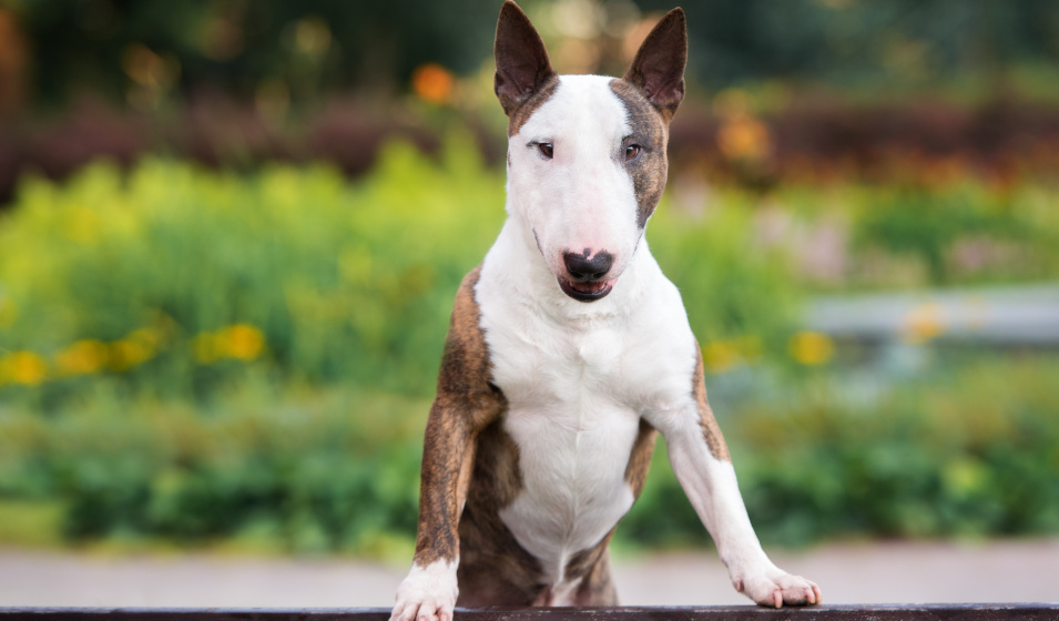 Le bull terrier ne ressemble à aucun autre chien ! 