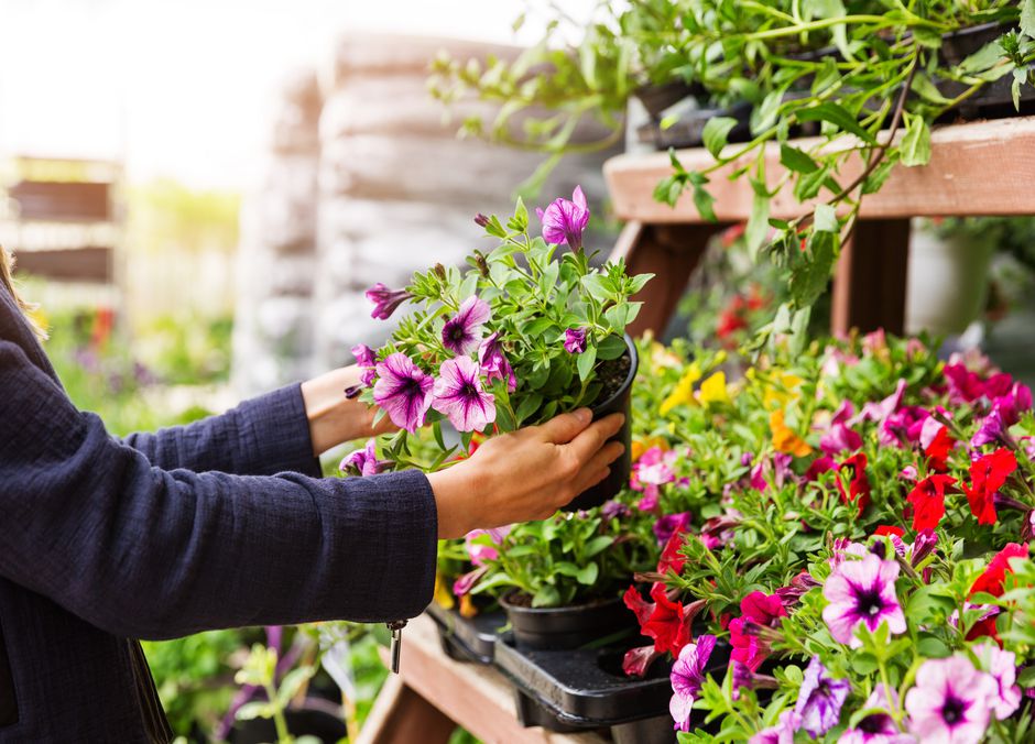 Acheter les plantes qui se plairont dans le sol et dans le climat du jardin 