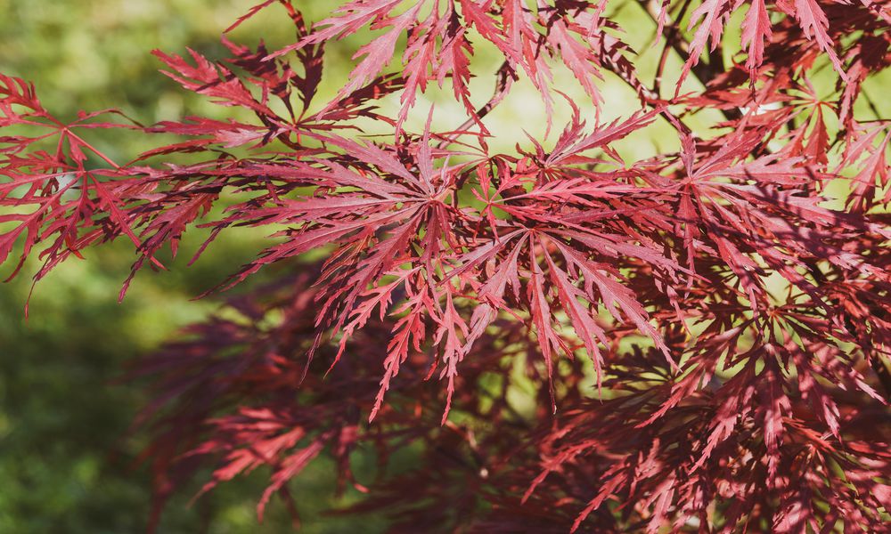 L’érable du Japon ‘Garnet’