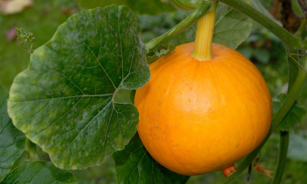 Cette courge est bientôt prête à être récoltée, son pédoncule vire au brun  