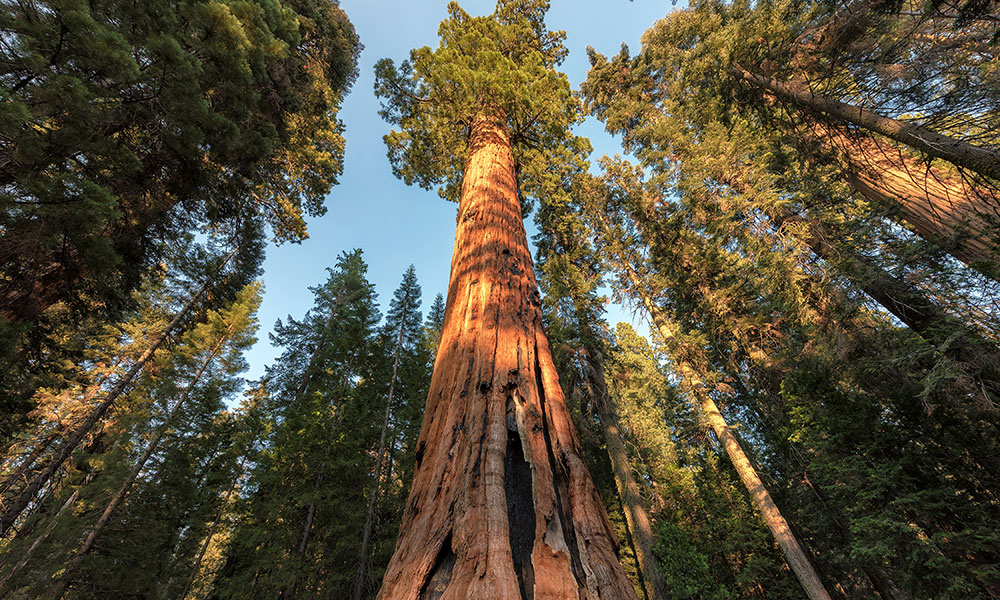 L’arbre le plus gros