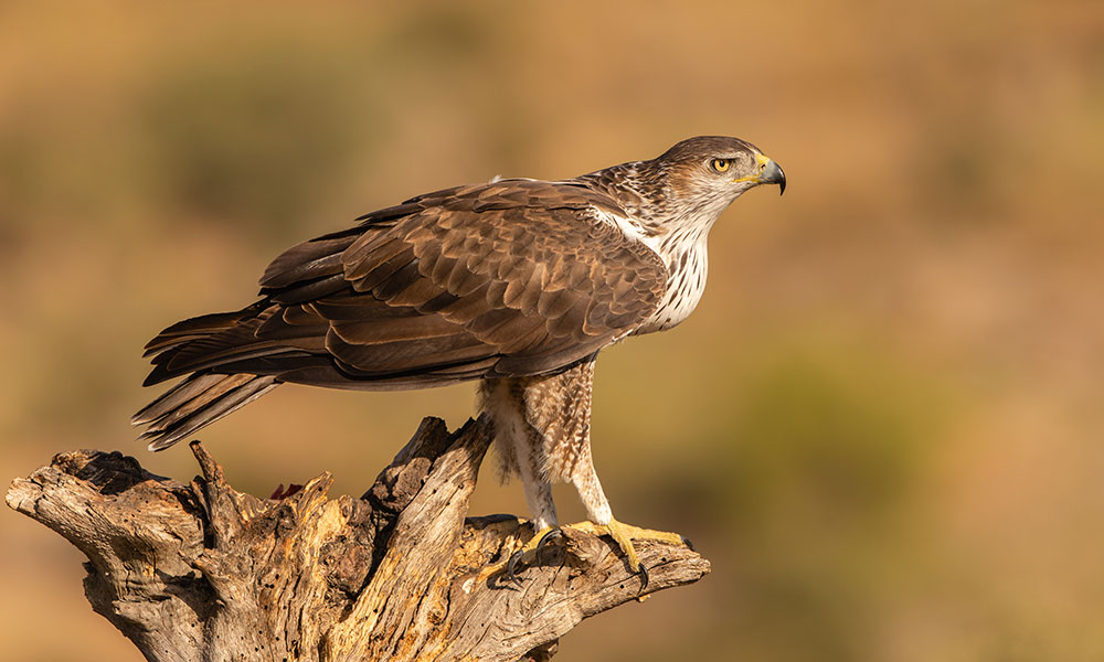 L'aigle de Bonelli 