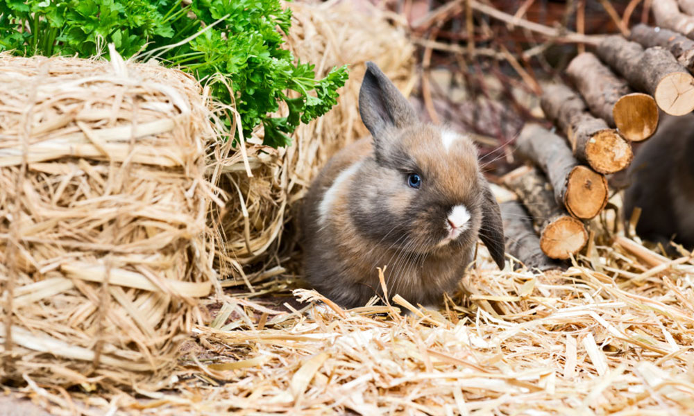 L'espace de vie du lapin nain au jardin doit être parfaitement sécurisé !