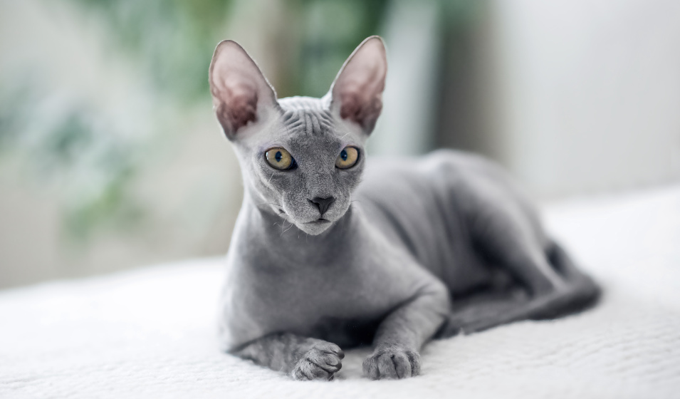 Les races de chats sans poil sont sensibles aux variations thermiques